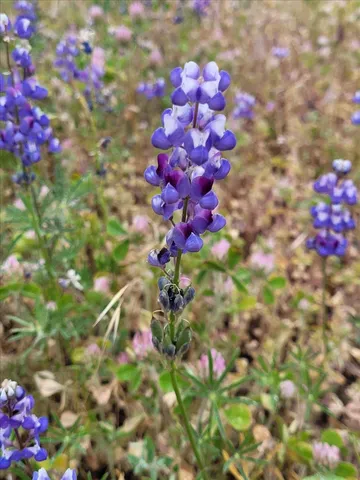 $345,000 | 14319 Oregon Peak Road, Dobbins, CA 95935