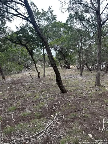 a view of a yard with plants and trees