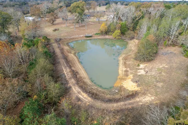 a view of a forest with a tree