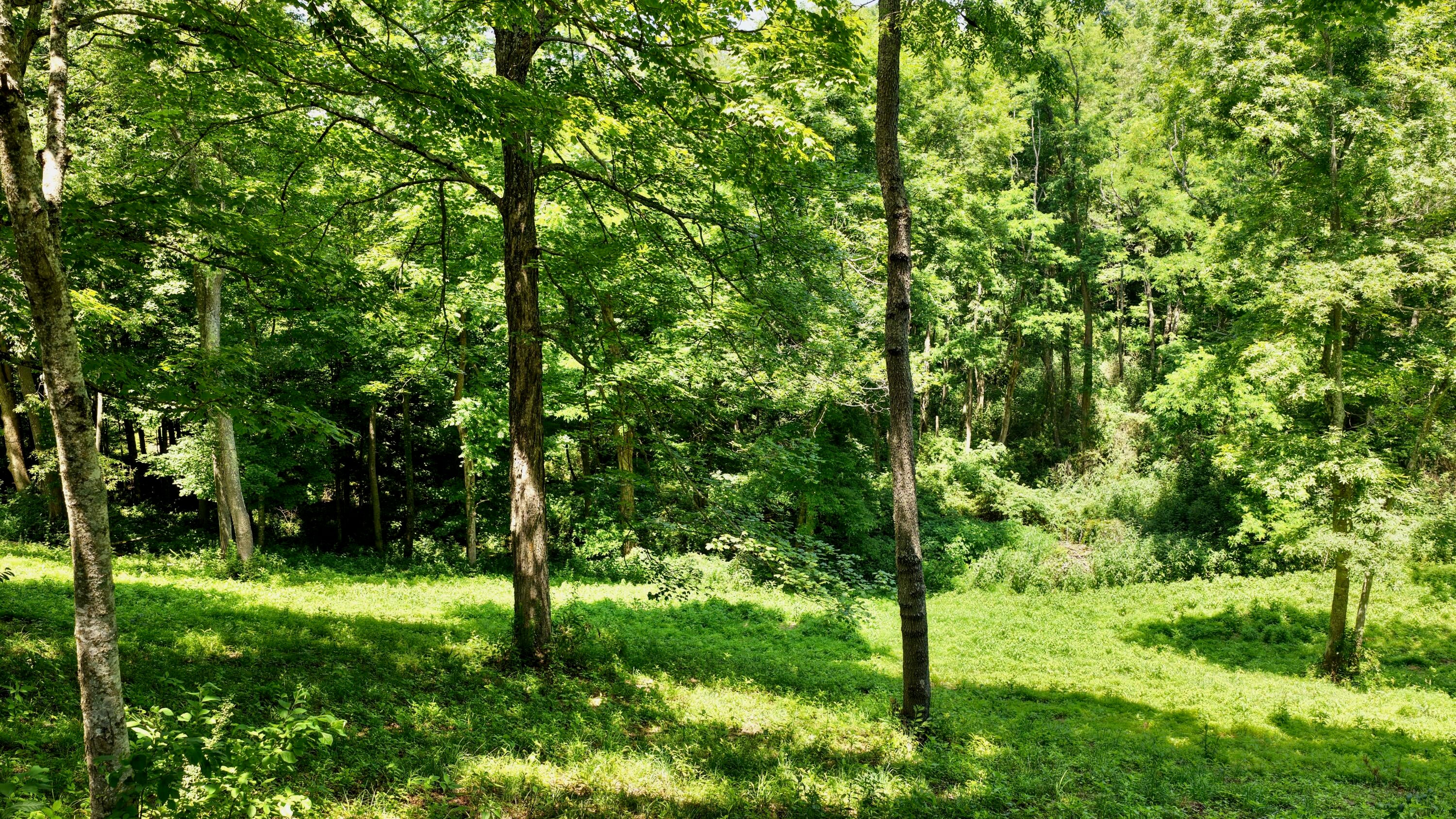 300 Max Meadows Road Lewisburg, WV 24901 - Photo 67 of 77 Gallery Image 67