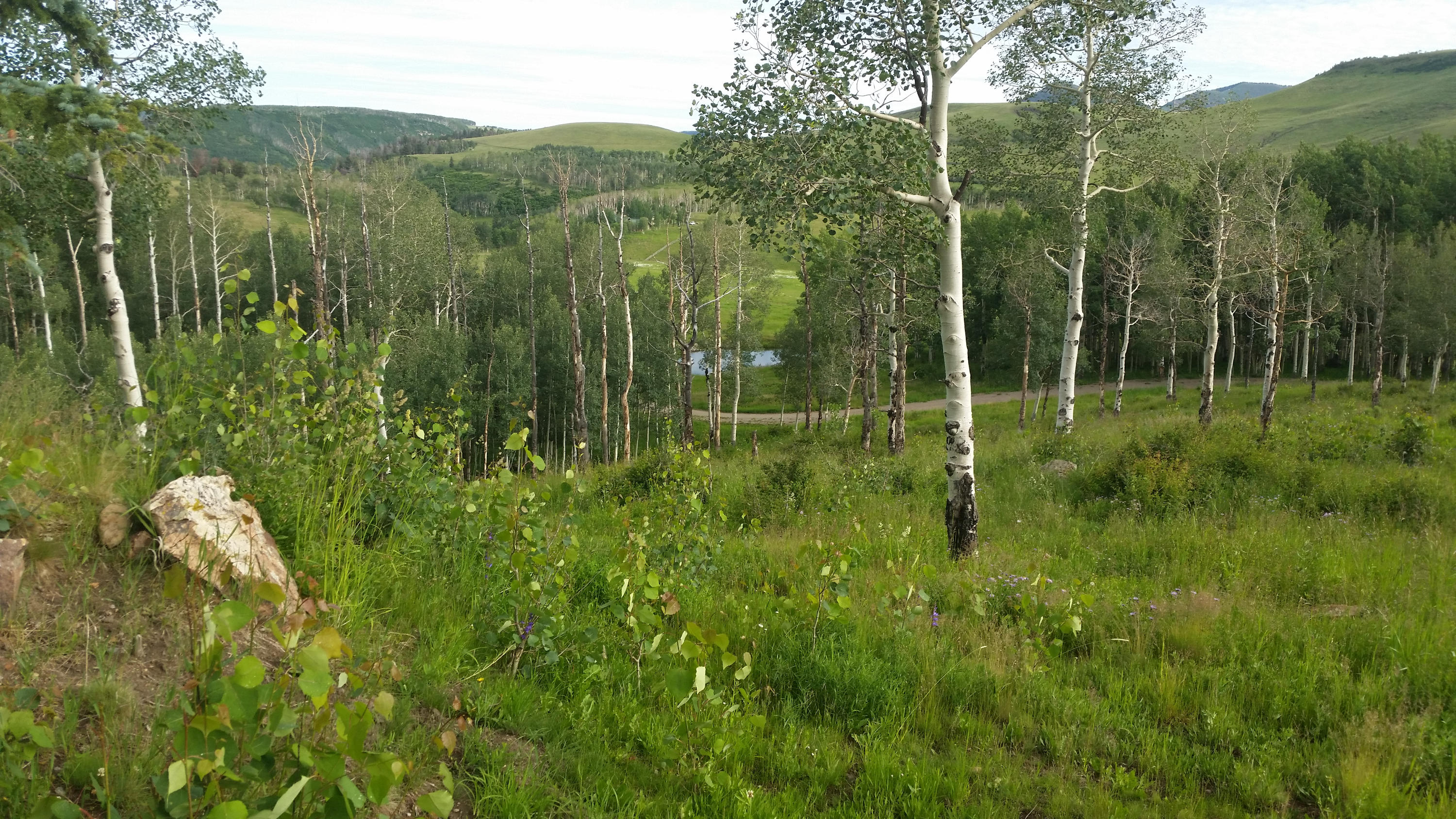 6515 County Road Placerville, CO 81430 - Photo 30 of 41 Lush