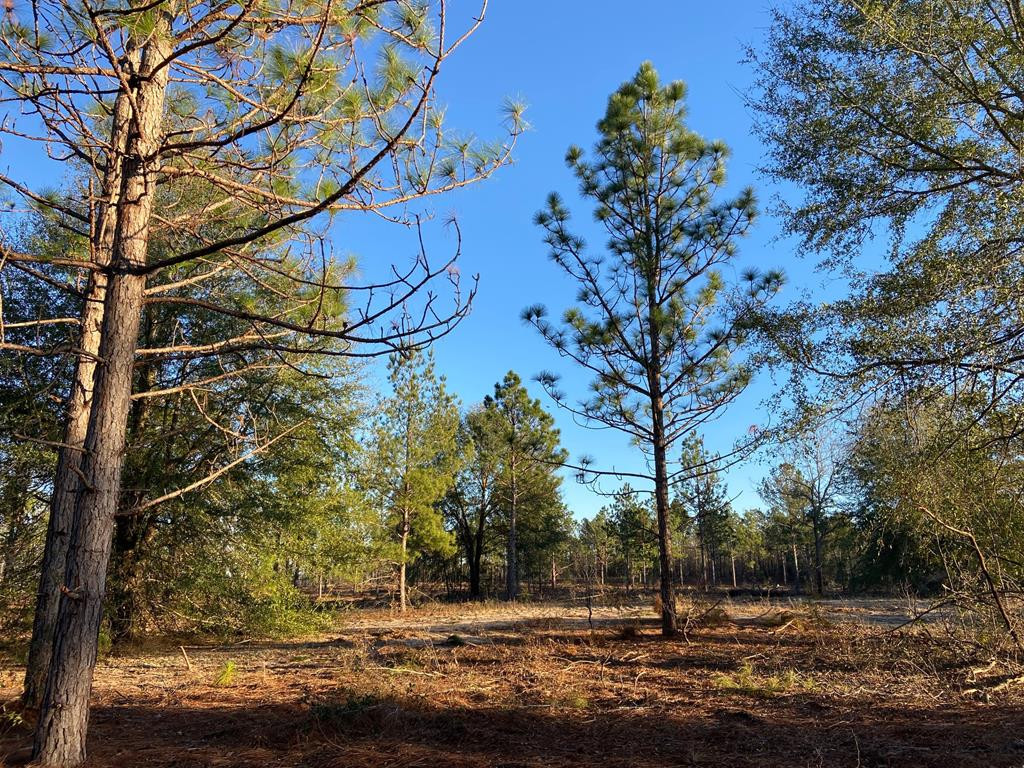 New Lot 1 New Road Windsor, SC 29856 - Photo 2 of 6