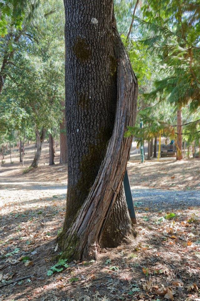 36555 Mudge Ranch Road Coarsegold, CA 93614 - Photo 62 of 80 a view of outdoor space and yard