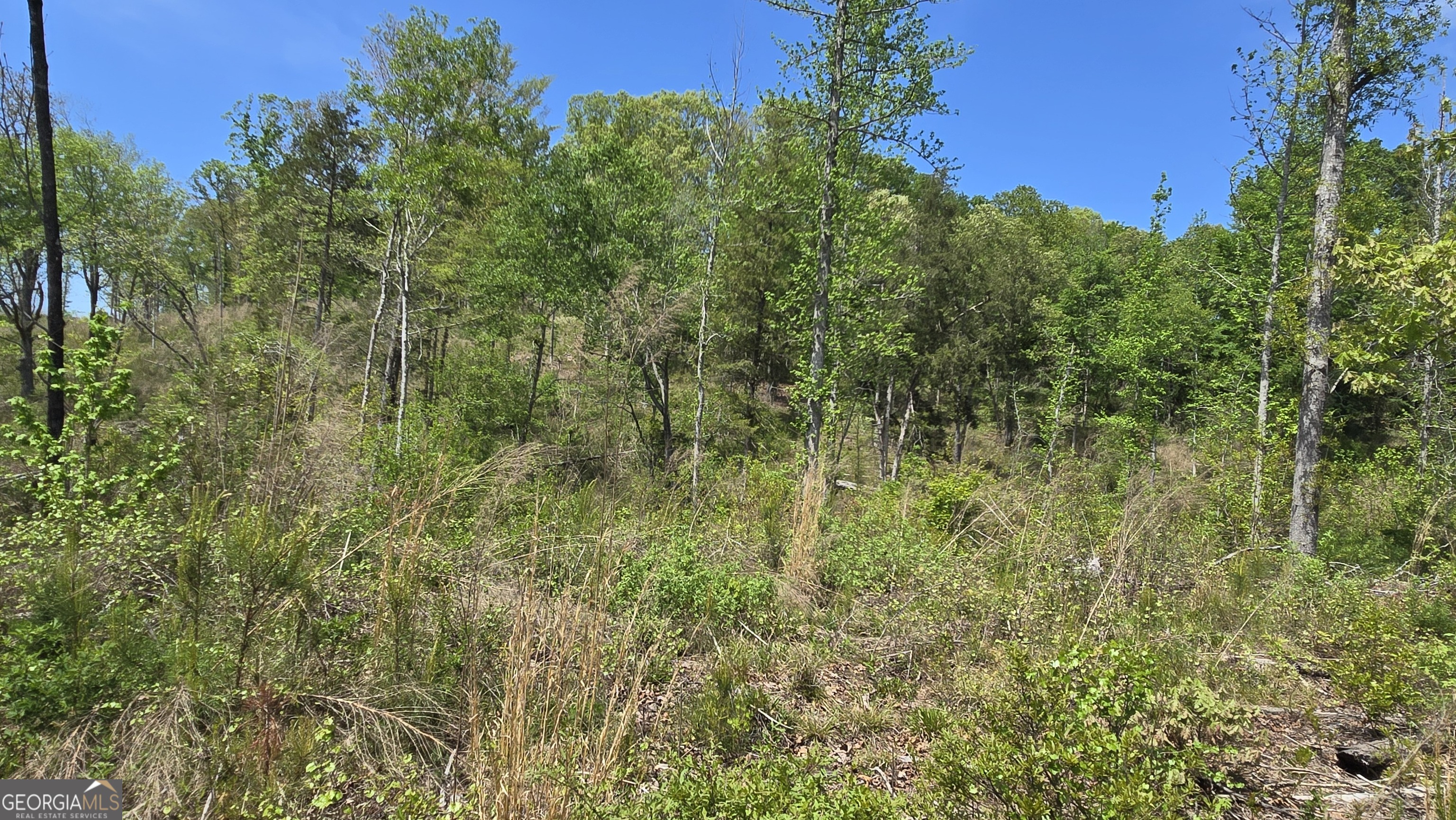 0 Sand Hill Road Bowman, GA 30624 - Photo 38 of 69 a view of a lush green forest with large trees