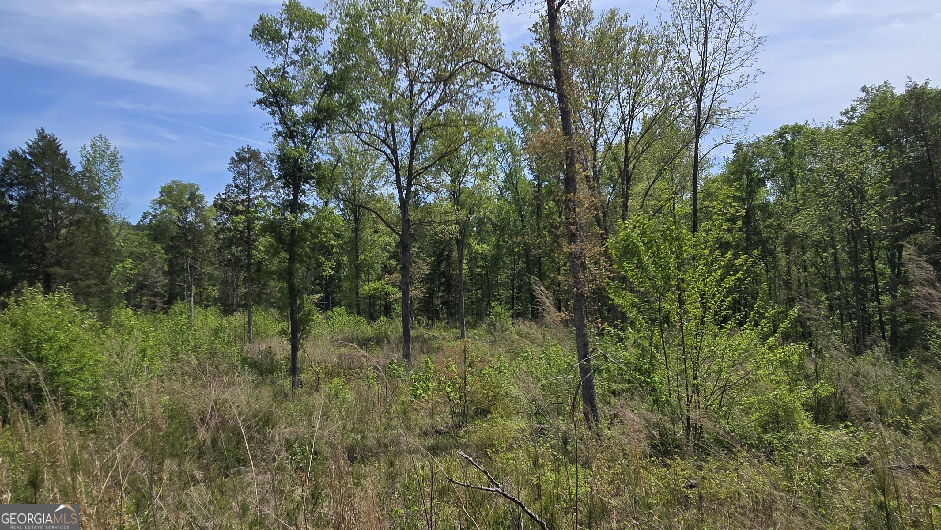0 Sand Hill Road Bowman, GA 30624 - Photo 39 of 69 a view of a lush green forest
