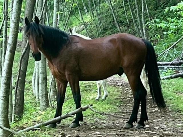 0 Soco Road Maggie Valley, NC 28751 - Photo 23 of 26