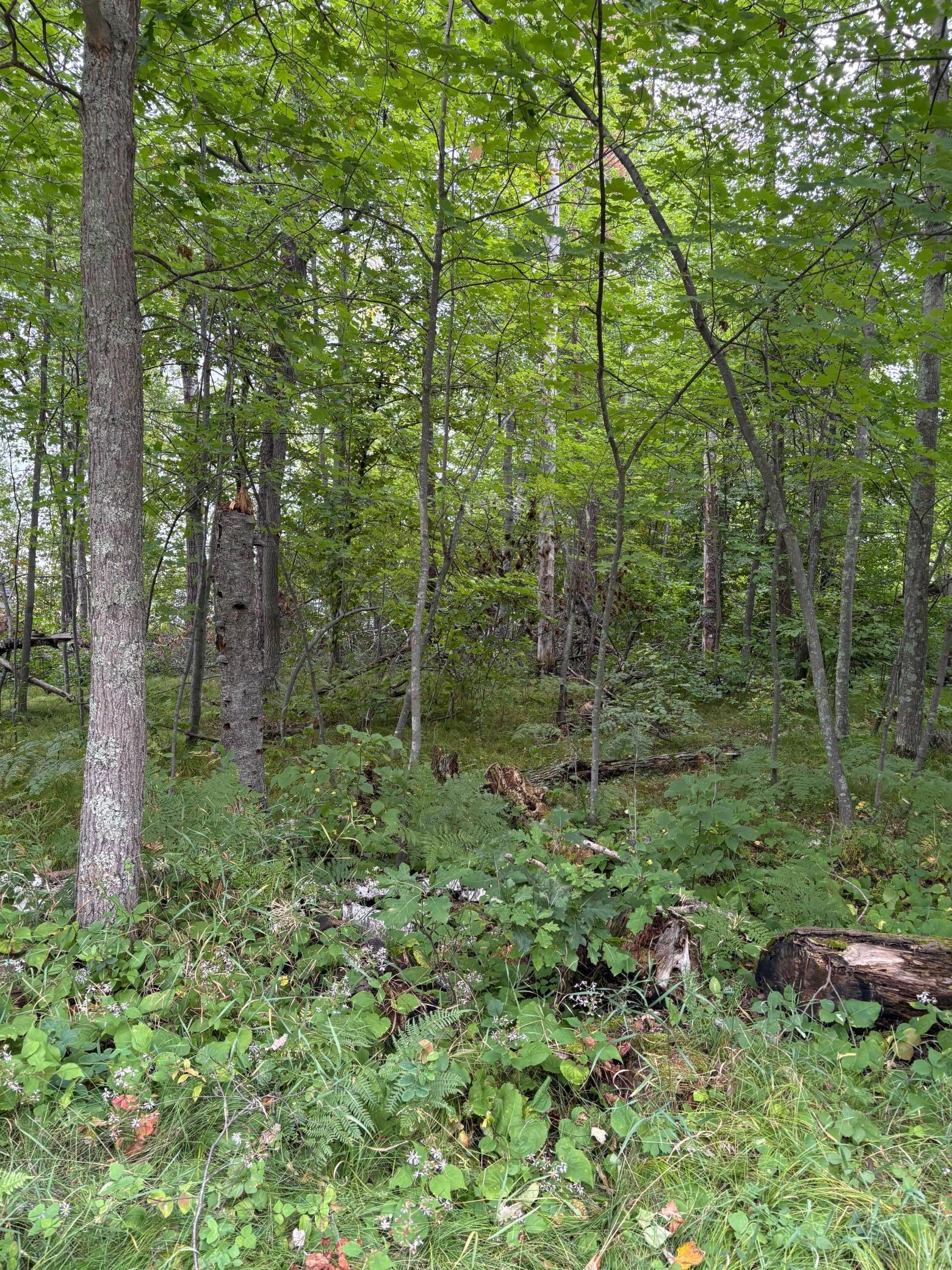 111-112 Terminal Road Breezy Point, MN 56472 - Photo 3 of 3