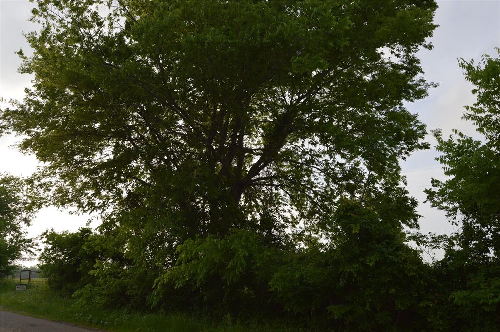 a view of tree
