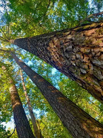 $147,391 | 3050 James Drive Northwest, Wesson, MS 39191