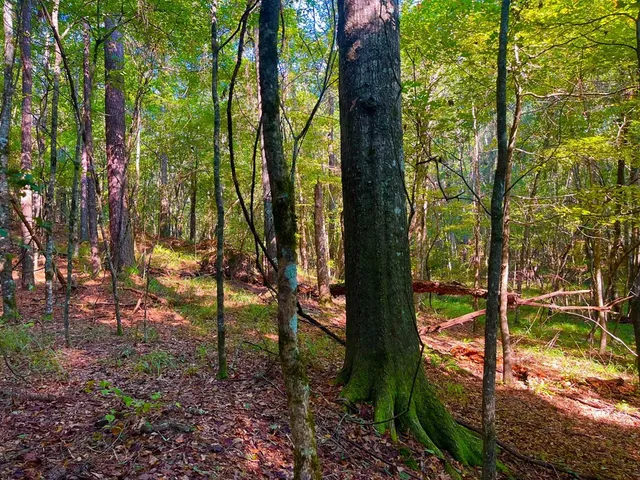 $147,391 | 3050 James Drive Northwest, Wesson, MS 39191