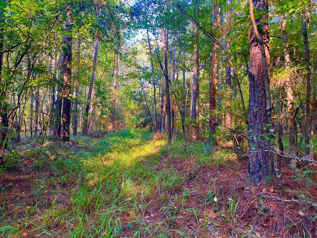 3050 James Drive Northwest Wesson, MS 39191 - Photo 2 of 13 Photo 2