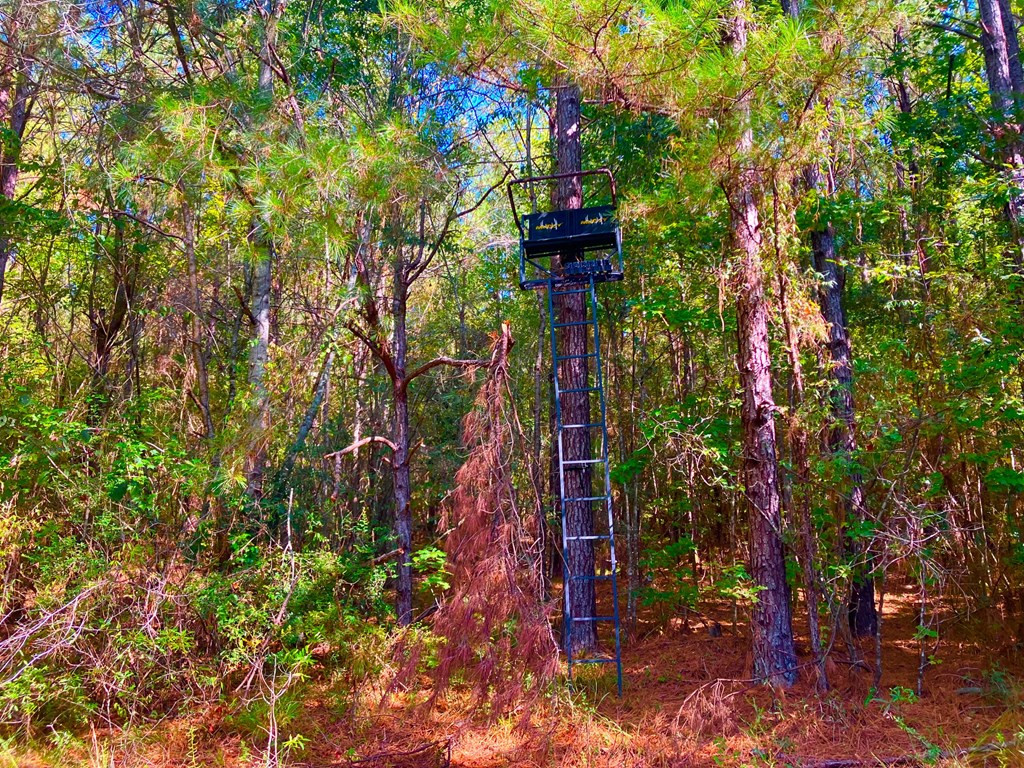 3050 James Drive Northwest Wesson, MS 39191 - Photo 5 of 13 Photo 5