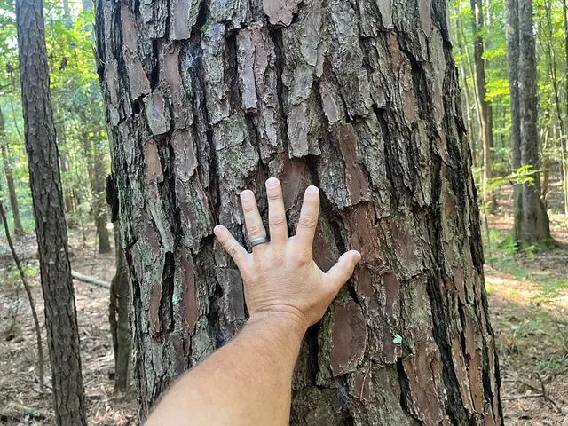 $147,391 | 3050 James Drive Northwest, Wesson, MS 39191