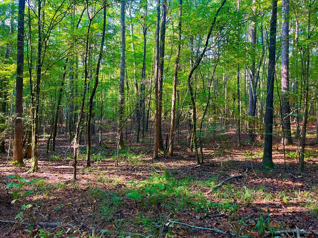 3050 James Drive Northwest Wesson, MS 39191 - Photo 8 of 13 Photo 8