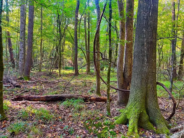 $147,391 | 3050 James Drive Northwest, Wesson, MS 39191