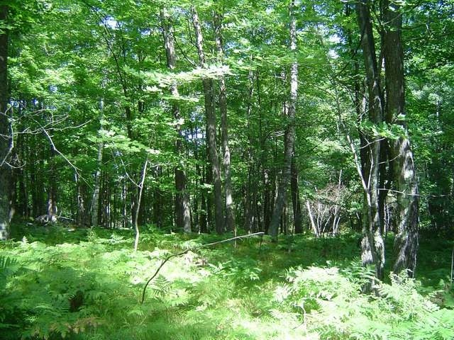 Lot 2 Leary Road Minocqua, WI 54548 - Photo 1 of 4 Gallery Image 1