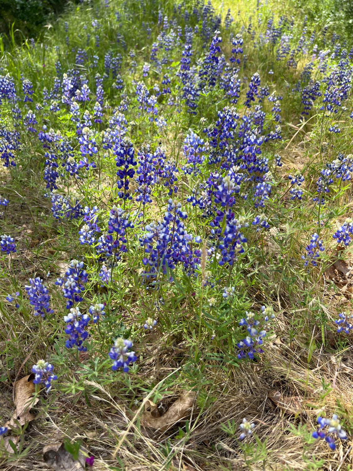 3085 Texerna Court Placerville, CA 95667 - Photo 34 of 38