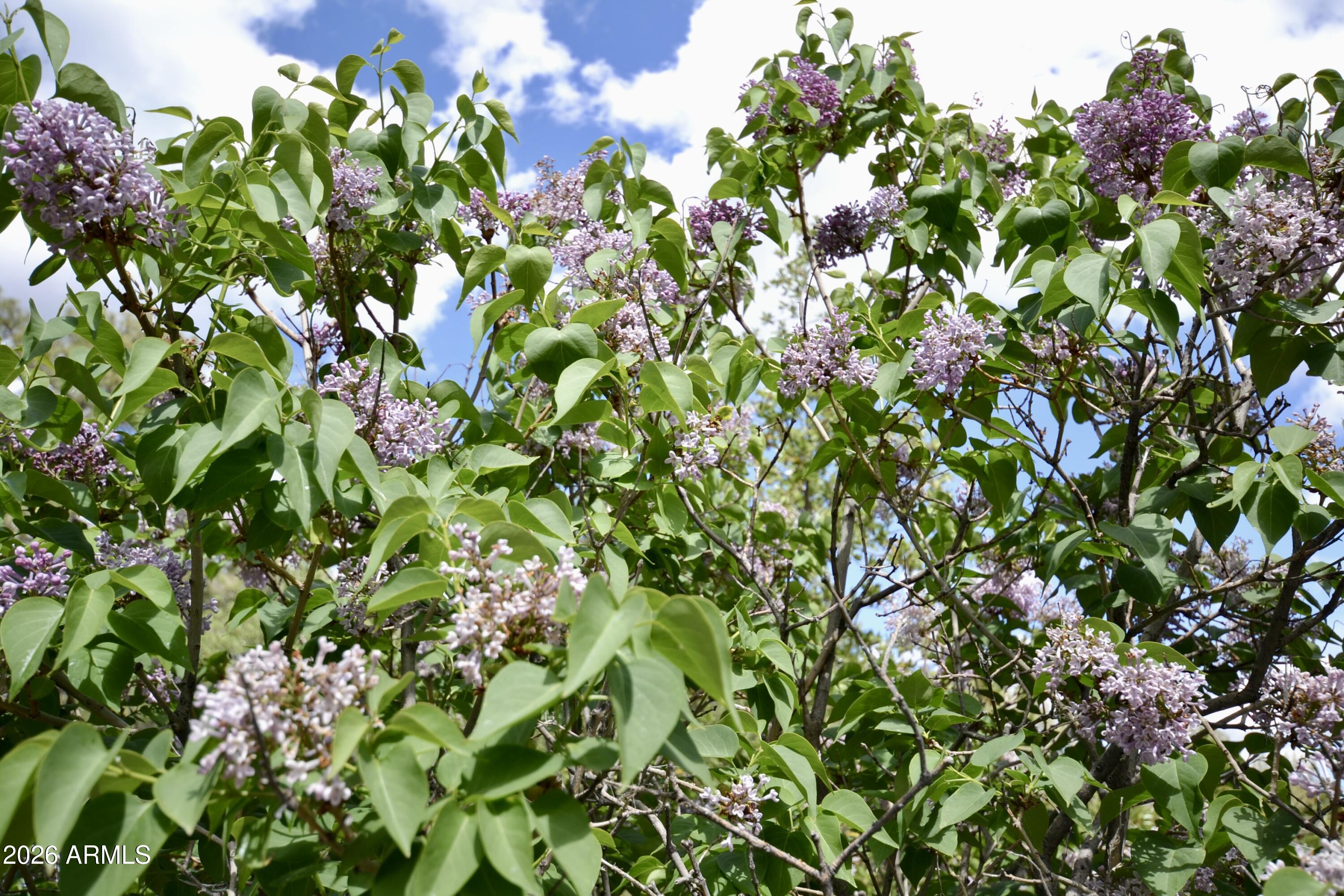 23617 South Demascus Road Crown King, AZ 86343 - Photo 46 of 50 a view of flowers in bunch