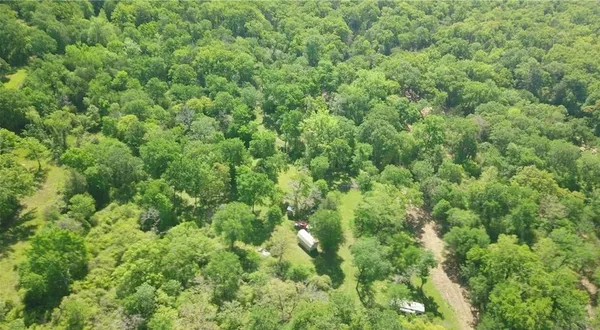 a view of a lush green forest