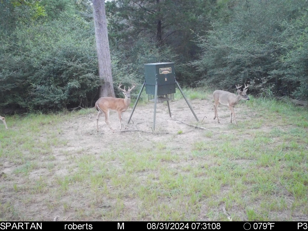 18242 Old Bundick Road Bryan, TX 77808 - Photo 6 of 13 a view of yard
