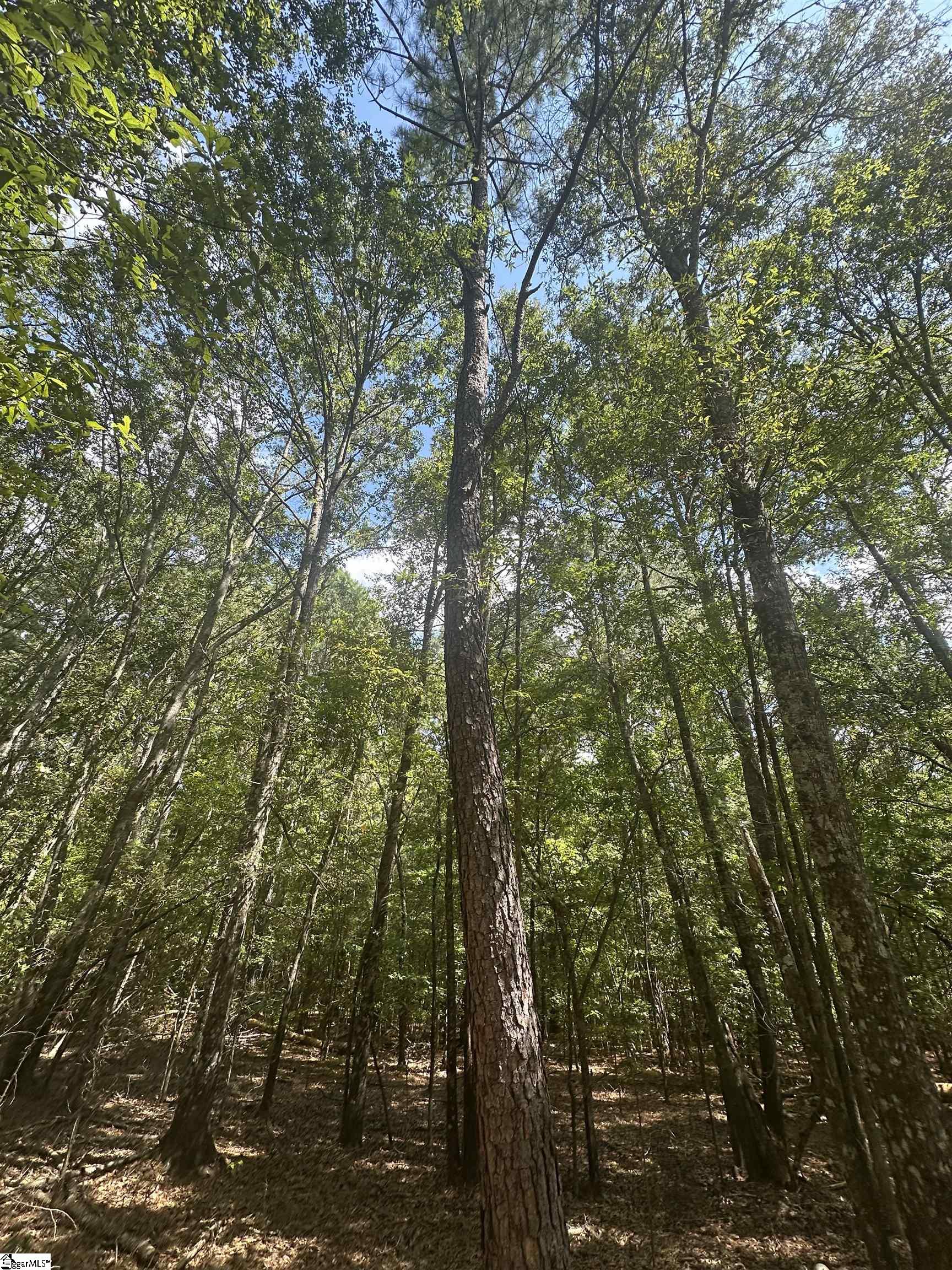 100 Watt Rogers Road, Unit TRACT 1 Pelzer, SC 29669 - Photo 5 of 12
