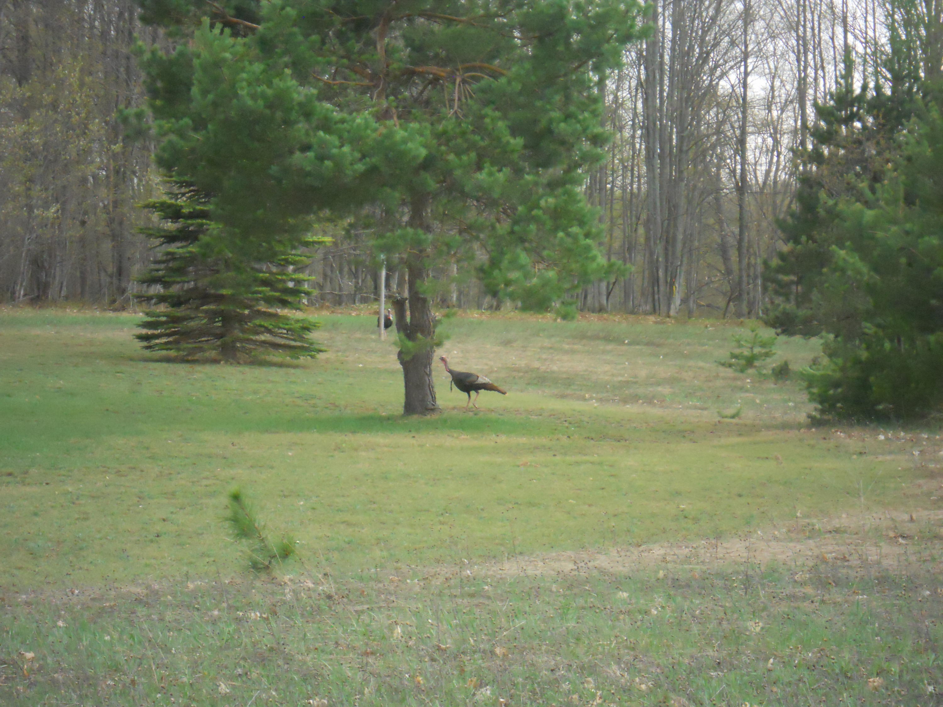 1550 Patterson Road Elmira, MI 49730 - Photo 24 of 35 Gallery Image 24