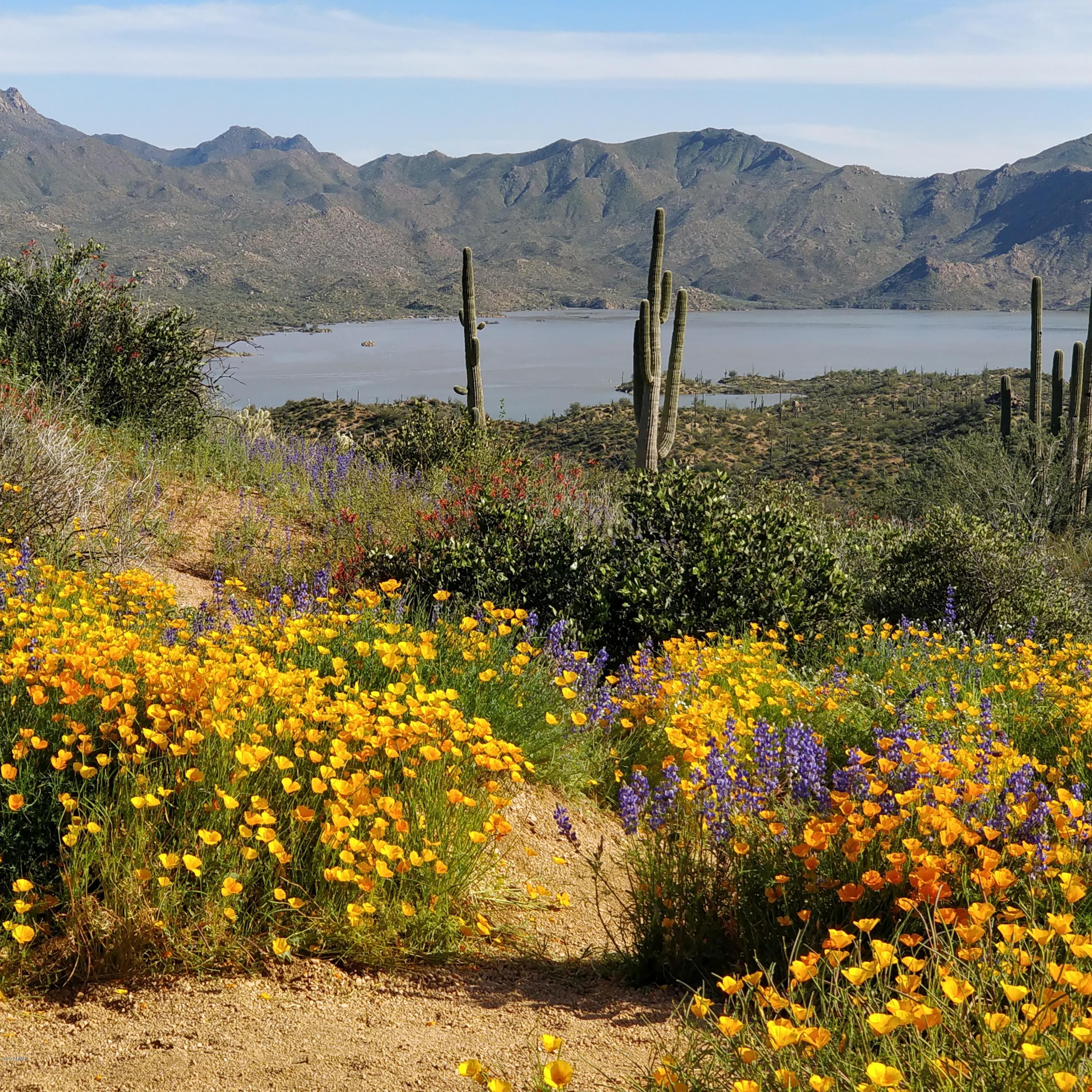 36601 North Mule Train Road, Unit 23B Carefree, AZ 85377 - Photo 54 of 55 Bartlett Lake in bloom