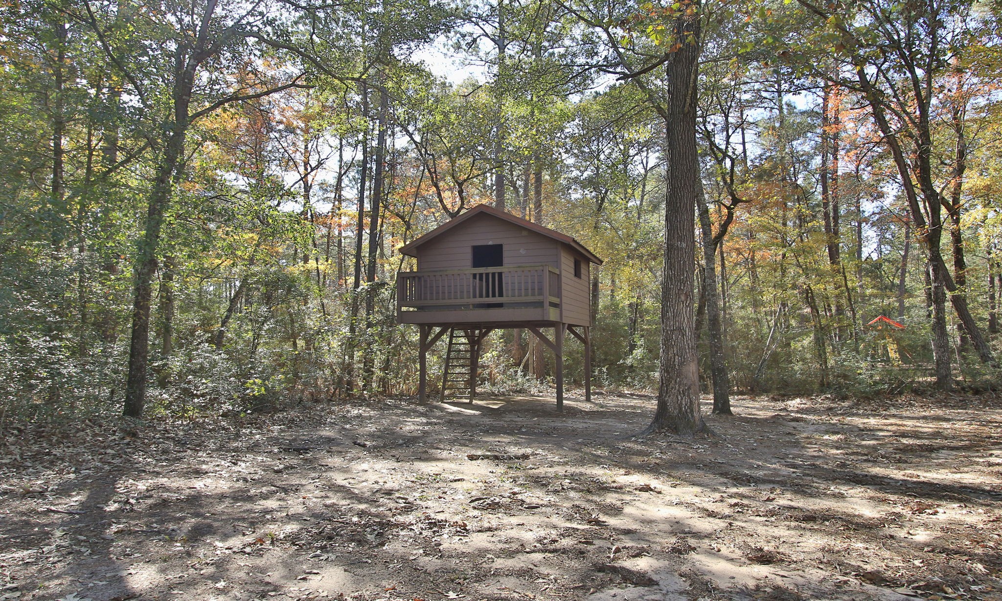 Lot 189 Branding Iron Road Huntsville, TX 77340 - Photo 44 of 48 a view of a tree in the middle of forest