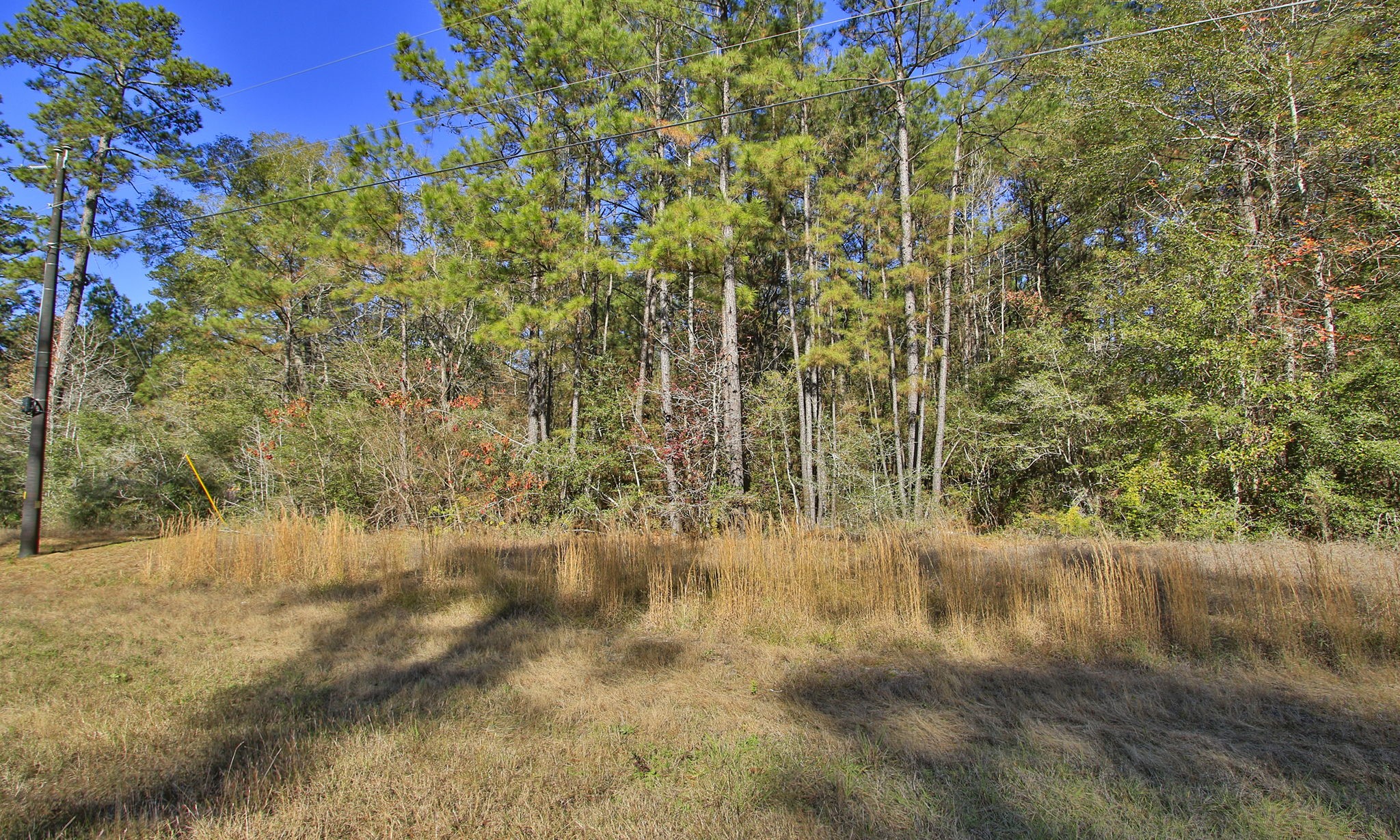 Lot 189 Branding Iron Road Huntsville, TX 77340 - Photo 5 of 48 a view of a yard with a tree