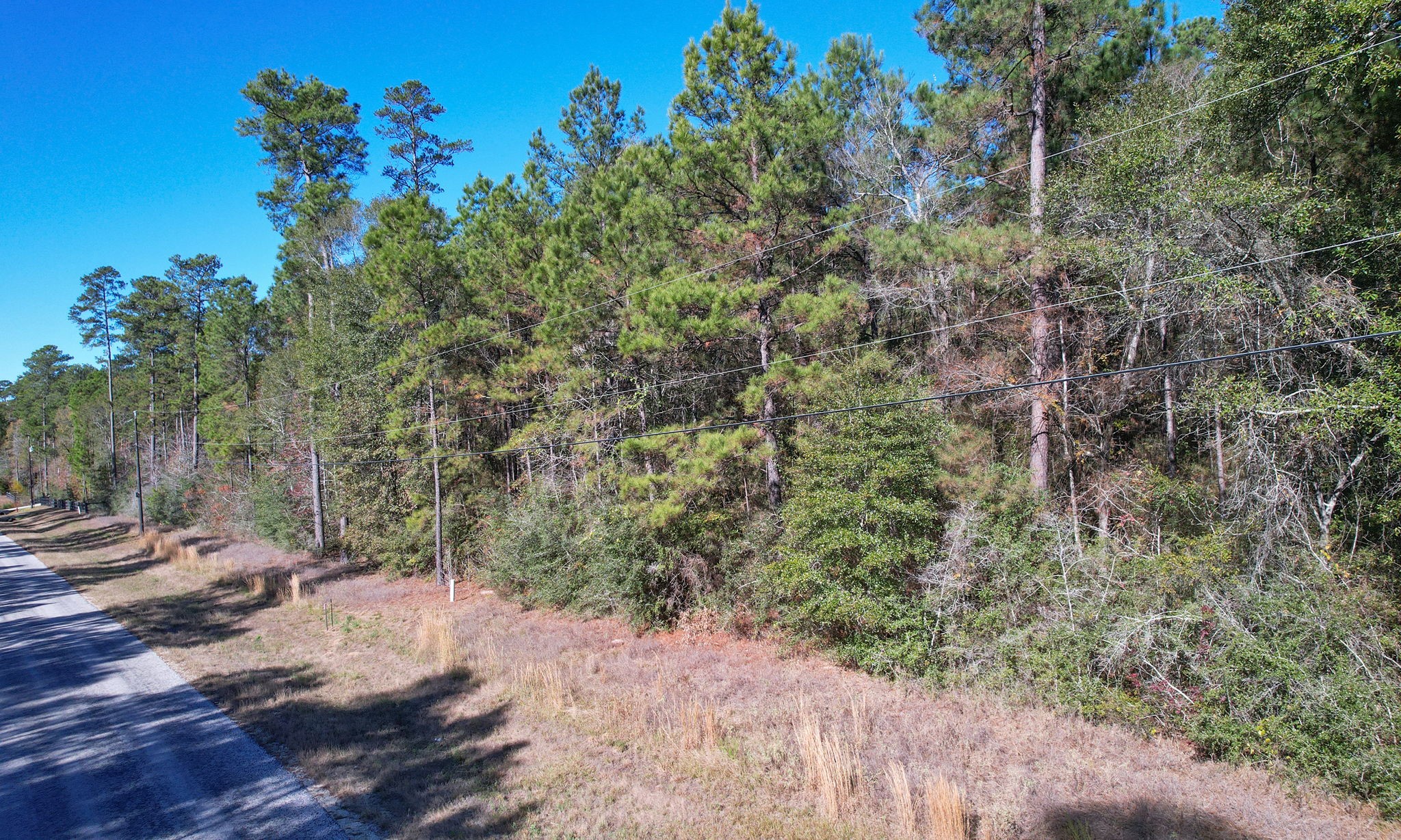 Lot 189 Branding Iron Road Huntsville, TX 77340 - Photo 10 of 48 a view of a forest with trees