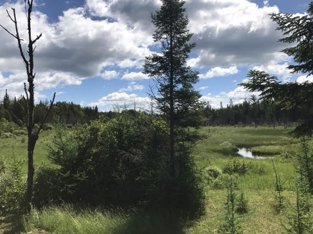 318 Keiser Pond Road Peacham, VT 05821 - Photo 2 of 7