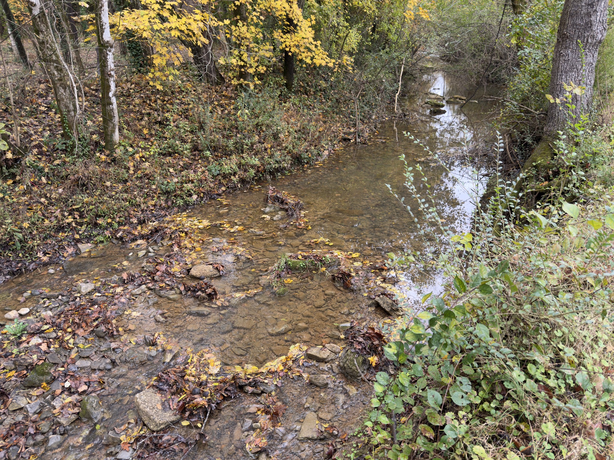 2594 Faulkner Springs Road McMinnville, TN 37110 - Photo 6 of 17 a view of a tree in a yard