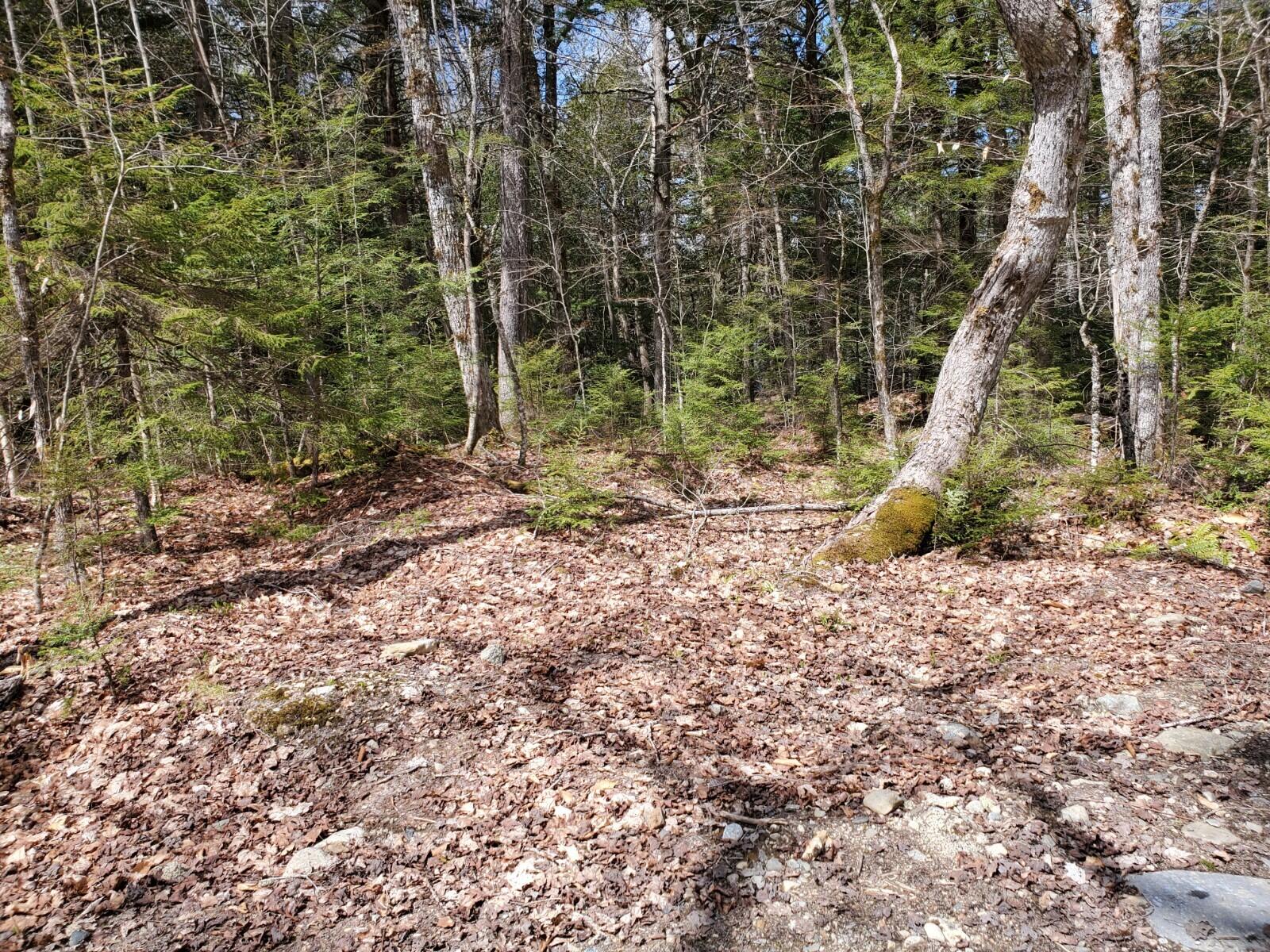 1.3-ac Off Barrows Lake Road Alexander, ME 04694 - Photo 4 of 10 20210428_111654