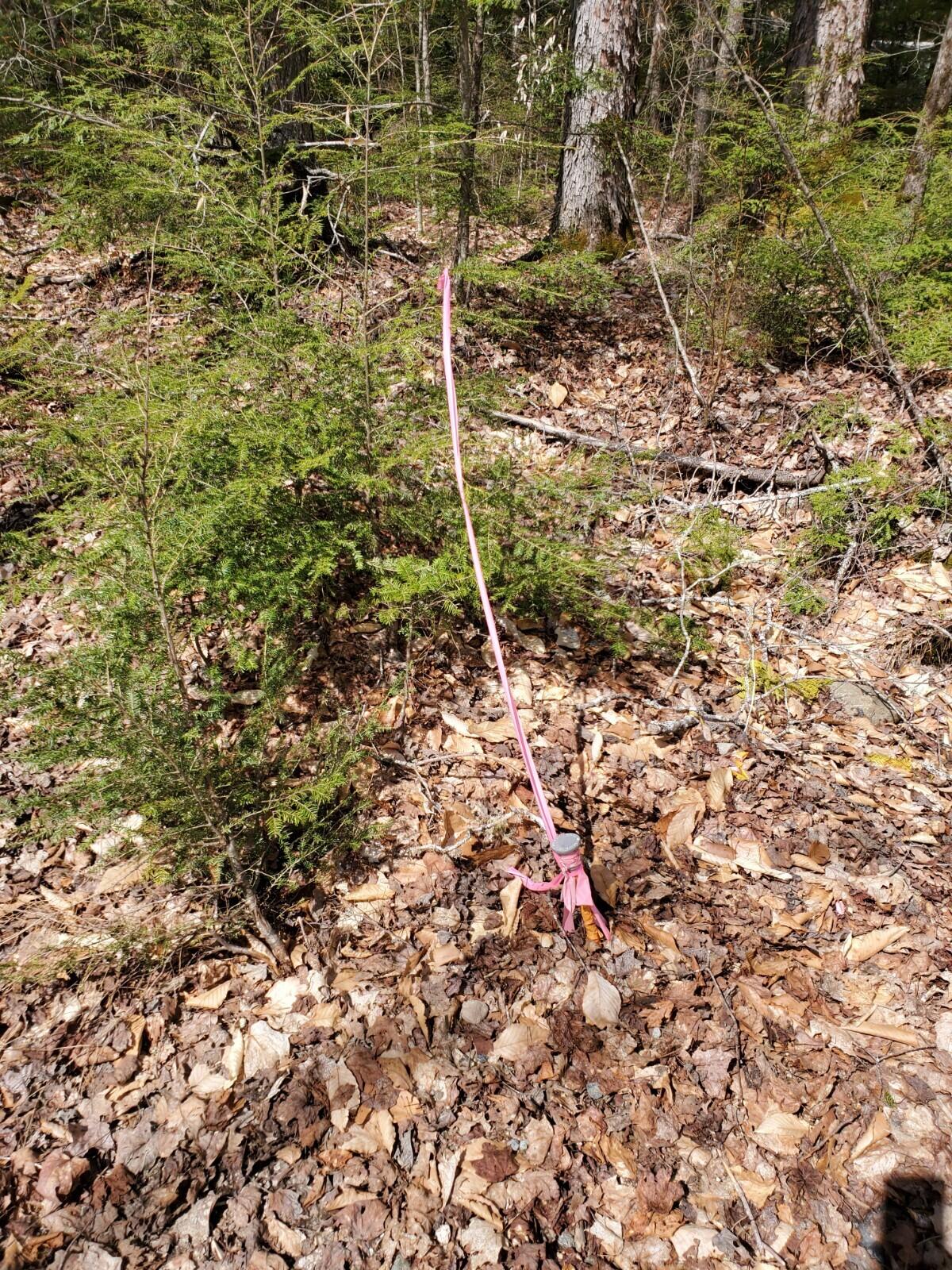 1.3-ac Off Barrows Lake Road Alexander, ME 04694 - Photo 5 of 10 20210428_111707