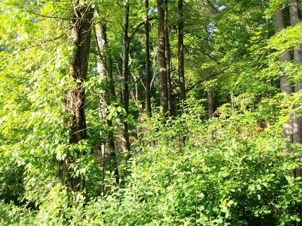 0 Hill Road Groton, MA 01450 - Photo 1 of 3