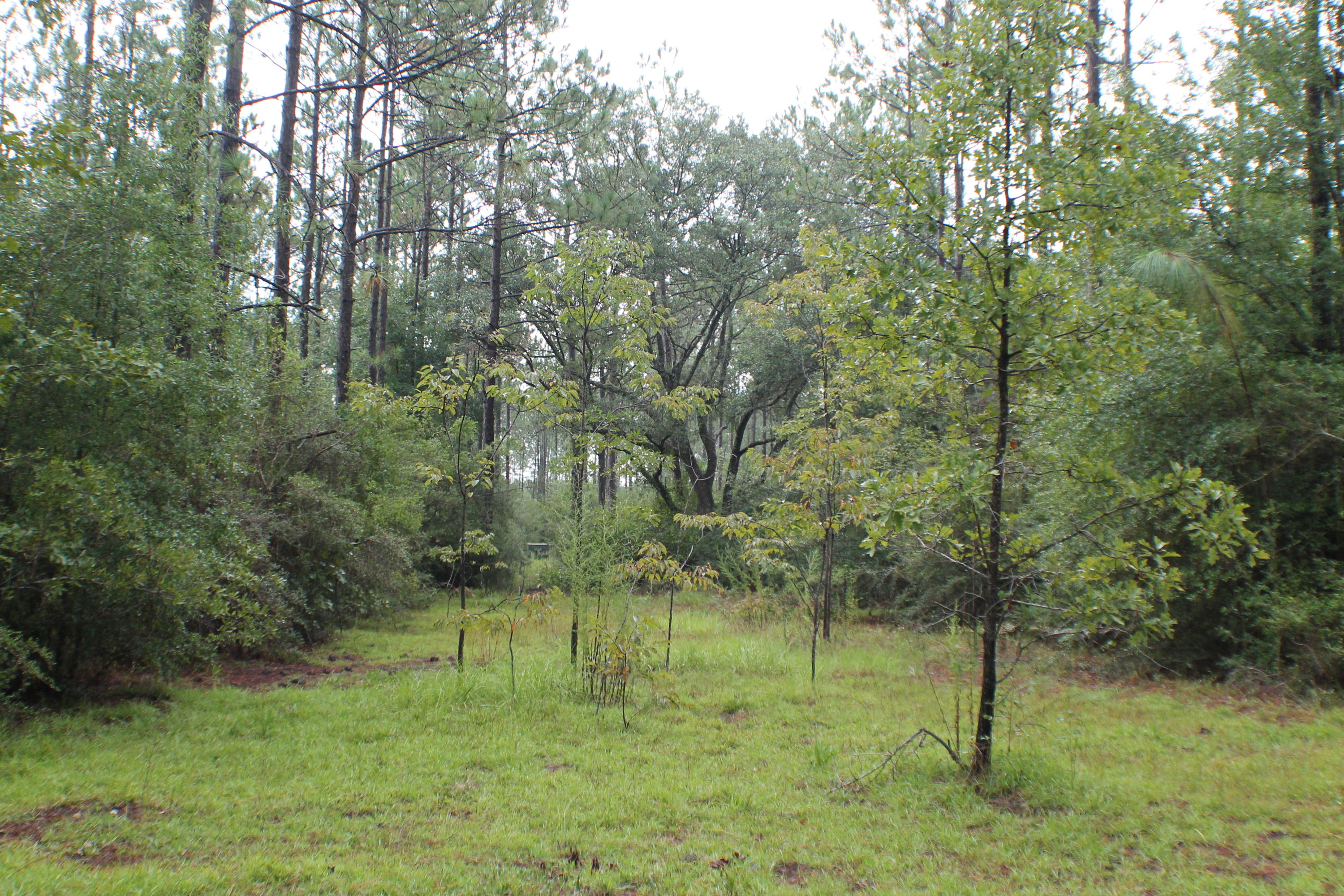 10-ac Old River Road Baker, FL 32531 - Photo 2 of 16 a backyard of a house with lots of green space