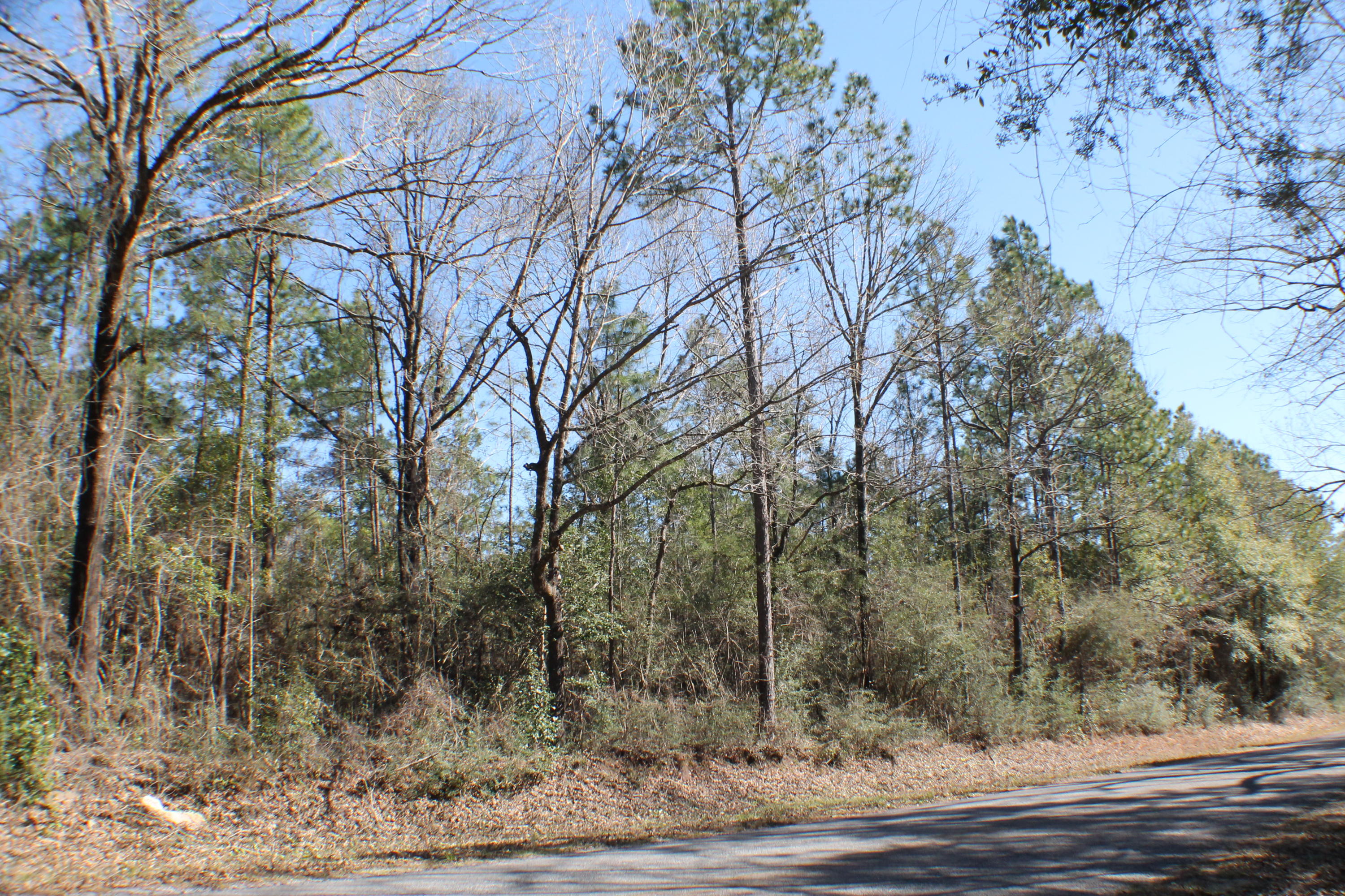 10-ac Old River Road Baker, FL 32531 - Photo 5 of 16 a view of a yard
