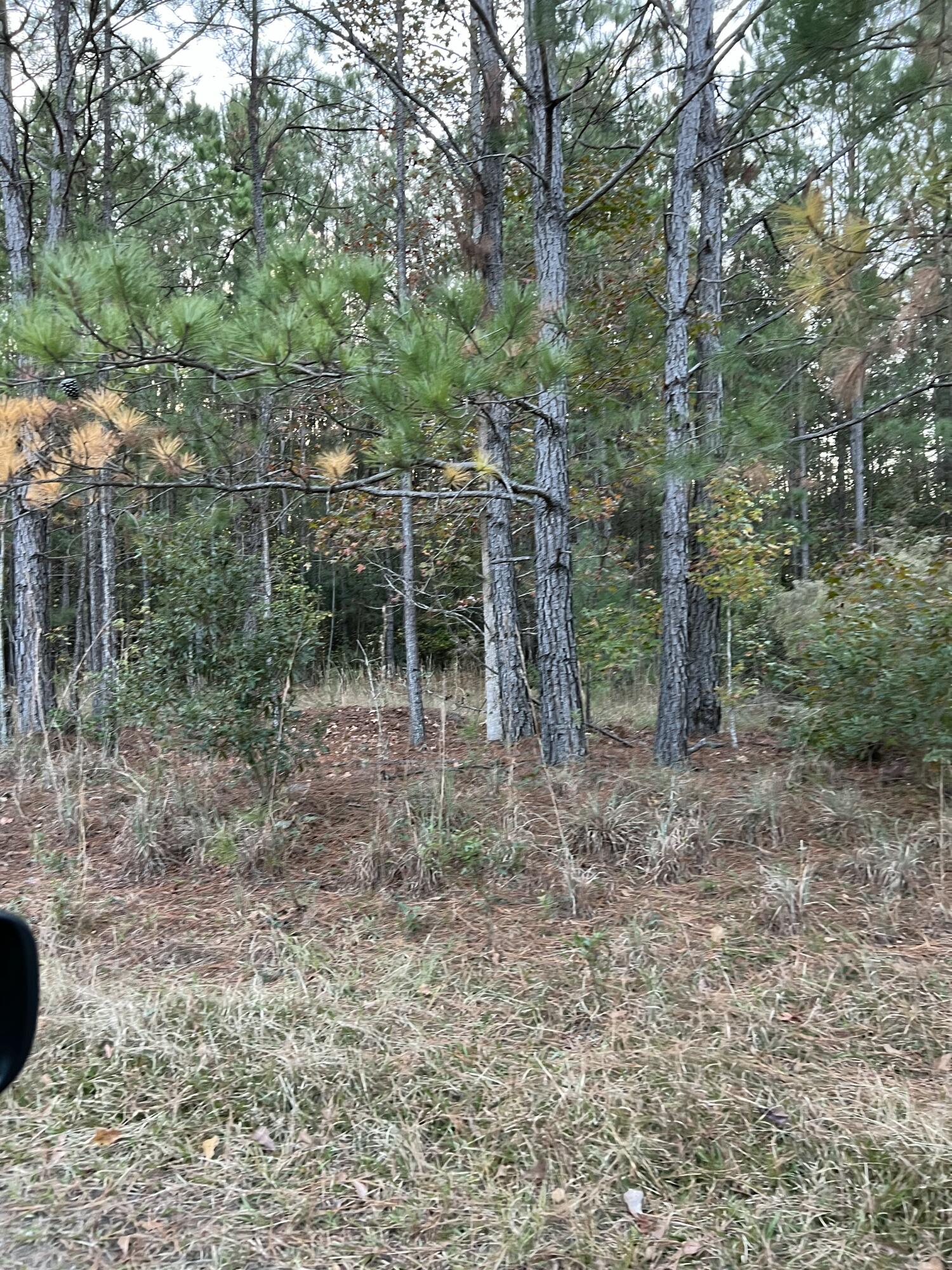 0 Smoak Road Walterboro, SC 29488 - Photo 3 of 12 IMG_4094