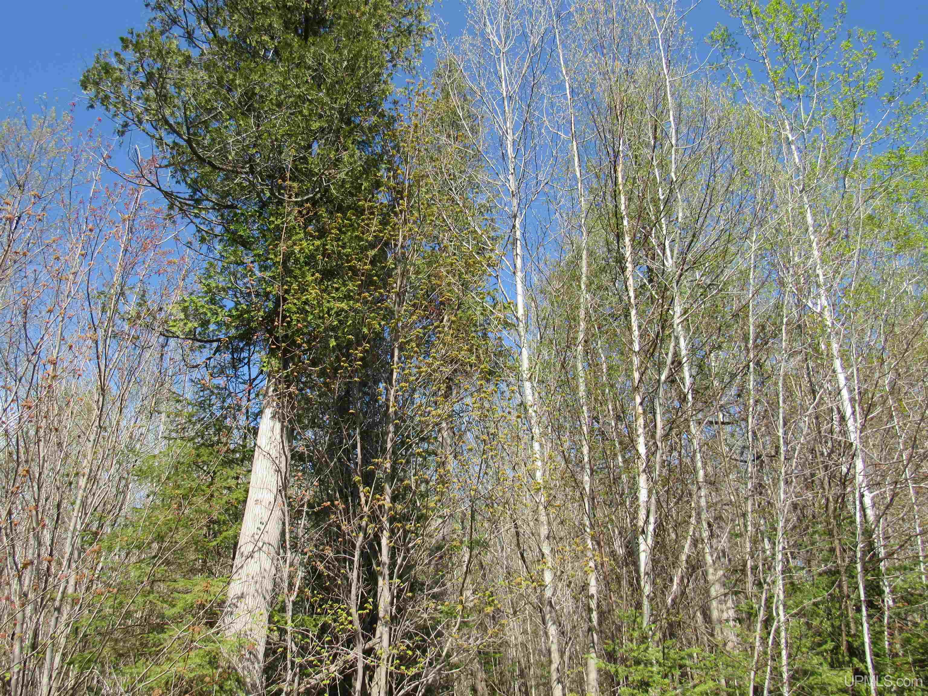 Tbd Off Rice Lake Road, Unit NO DRIVE BYS Lake Linden, MI 49945 - Photo 23 of 40