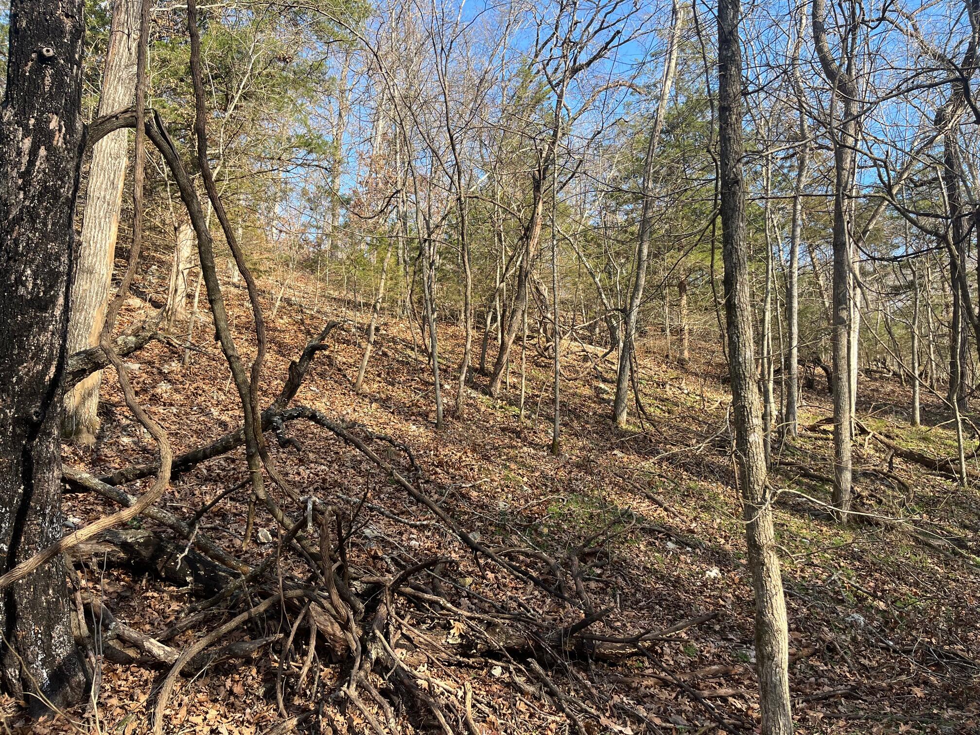 615 Thomas Hollow Road Exeter, MO 65647 - Photo 28 of 82 along spring