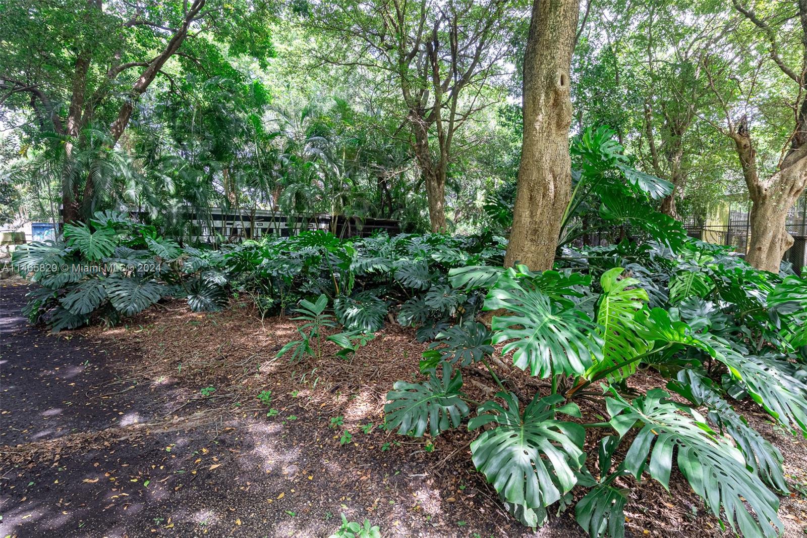 6000 Southwest 118th Avenue Miami, FL 33183 - Photo 48 of 49 a view of a yard with plants and a large tree