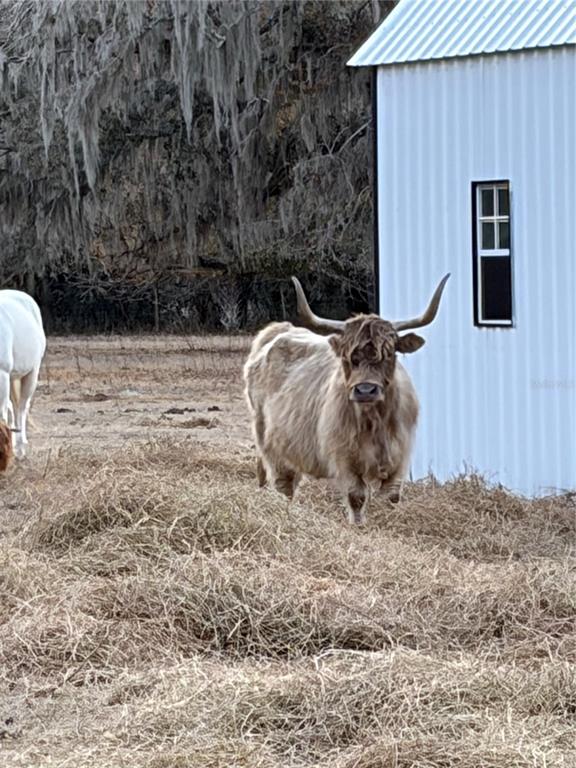 3009 Jim Johnson Road Plant City, FL 33566 - Photo 74 of 84 a house view with a backyard space