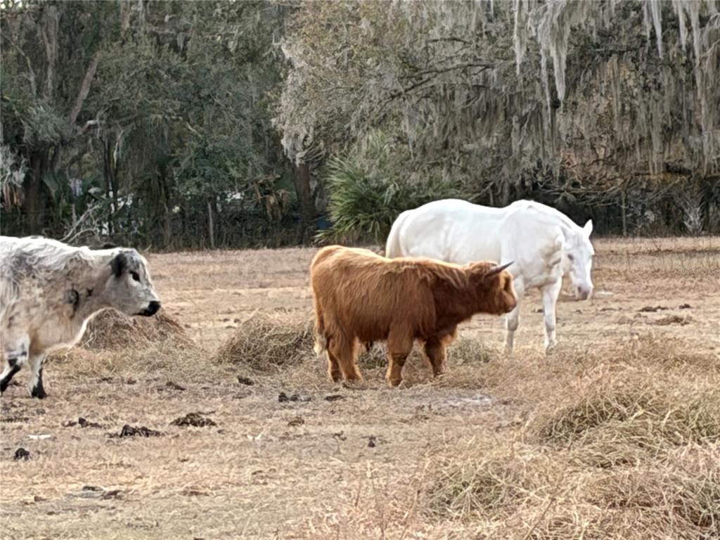 3009 Jim Johnson Road Plant City, FL 33566 - Photo 83 of 84