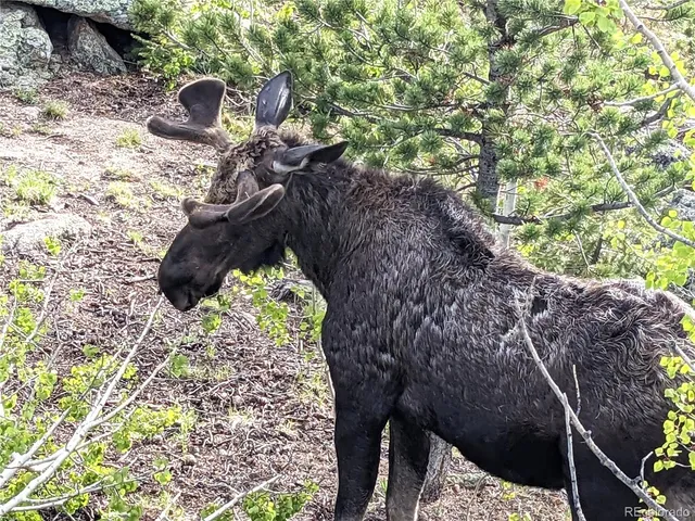 $150,000 | Rock Lake Road, Ward, CO 80481