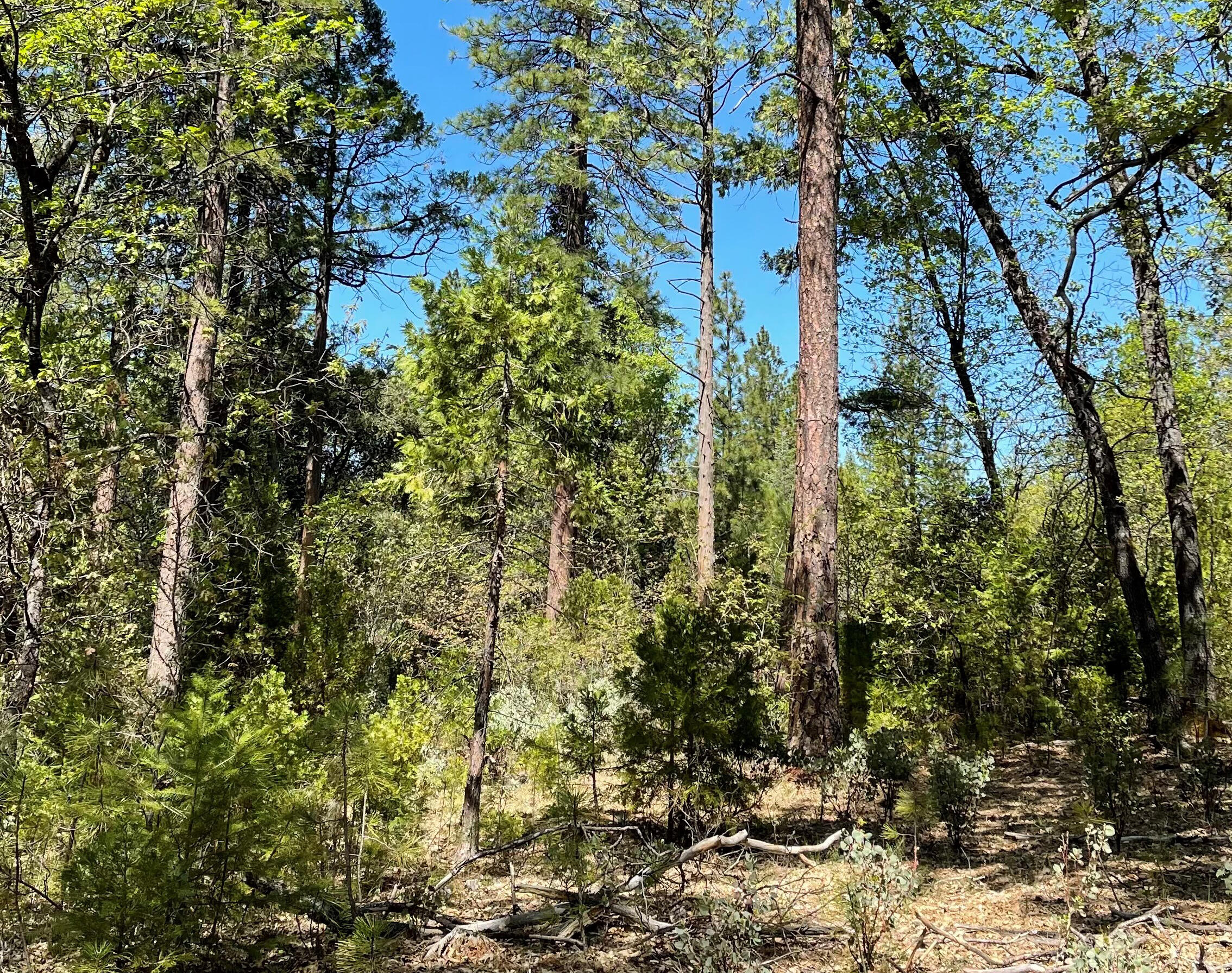 Whitmore Road Whitmore, CA 96096 - Photo 1 of 12 5.02 Acres in Whitmore -01