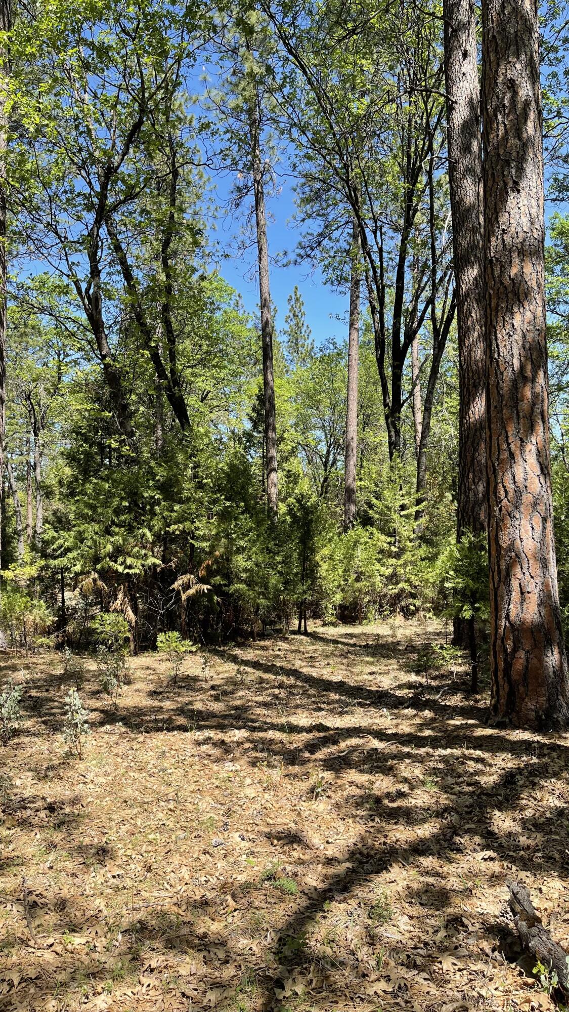 Whitmore Road Whitmore, CA 96096 - Photo 12 of 12 5.02 Acres in Whitmore -12