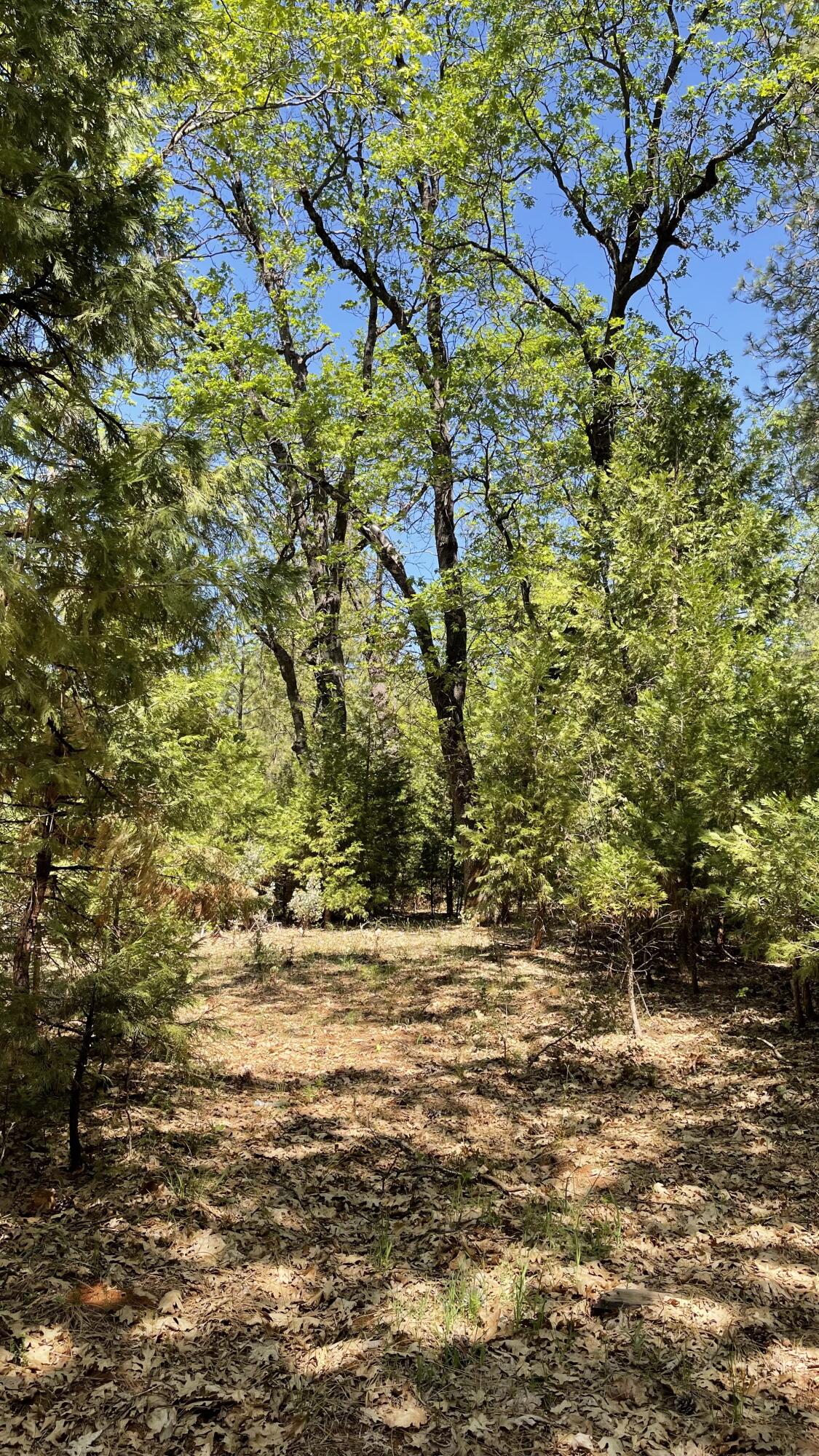 Whitmore Road Whitmore, CA 96096 - Photo 2 of 12 5.02 Acres in Whitmore -02