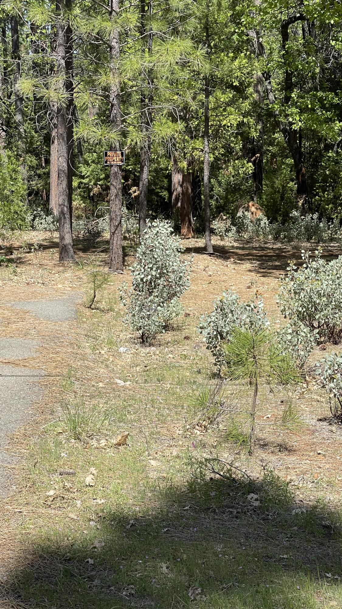 Whitmore Road Whitmore, CA 96096 - Photo 3 of 12 5.02 Acres in Whitmore -03