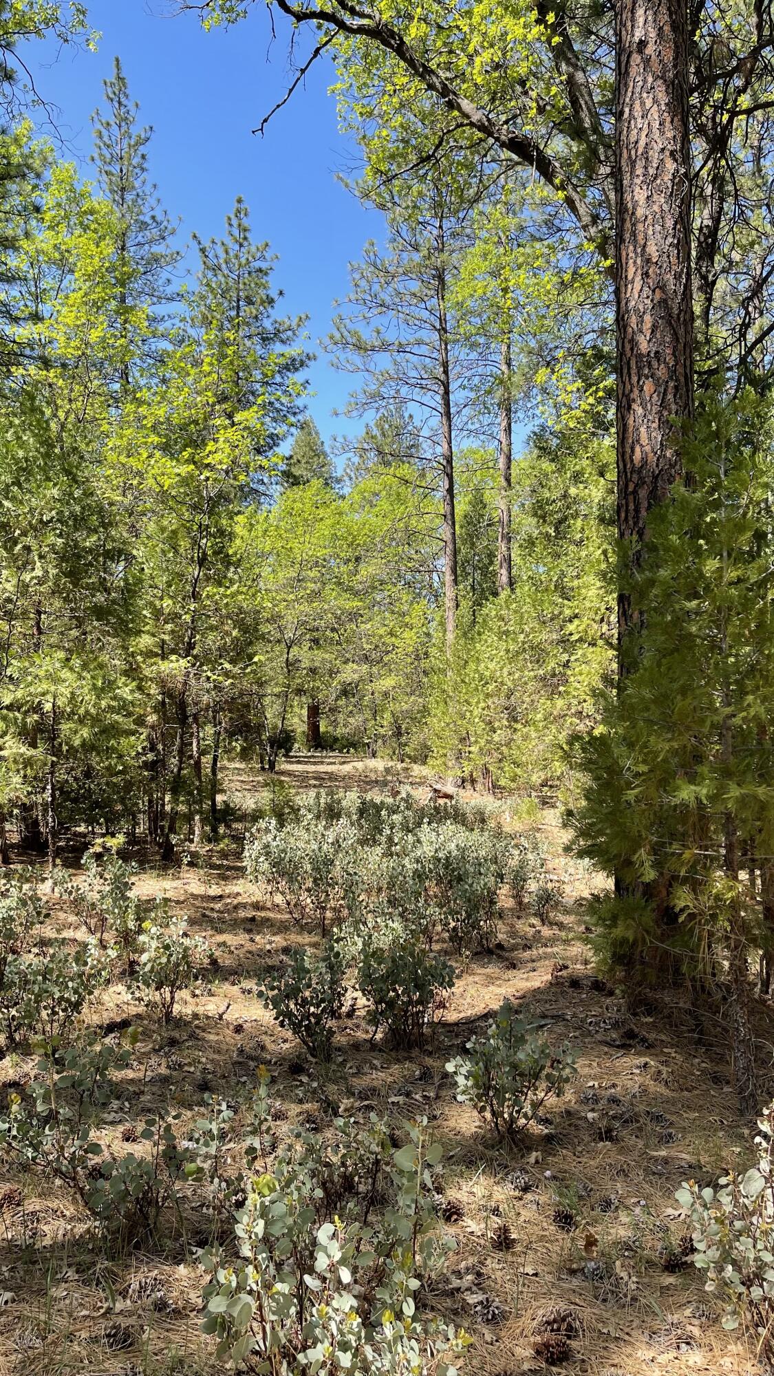 Whitmore Road Whitmore, CA 96096 - Photo 7 of 12 5.02 Acres in Whitmore -07
