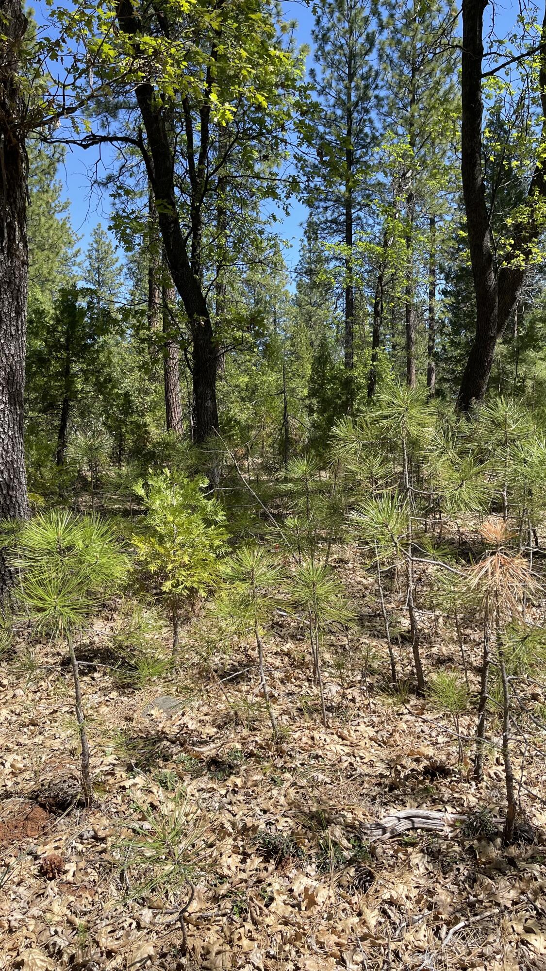 Whitmore Road Whitmore, CA 96096 - Photo 10 of 12 5.02 Acres in Whitmore -10
